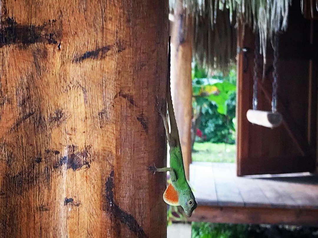 Samana Ecolodge El Limon Exteriör bild